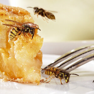 Insektenvernichter 300x300 a1123fc4 7c30 49eb 92ee 611710dde7b5
